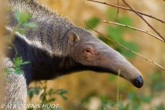 fourmilier géant / giant anteater