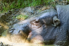 hippopotame nain / pigmy hippopotamus