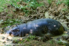 hippopotame nain / pigmy hippopotamus