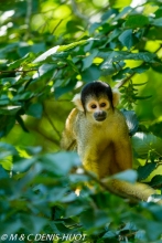 saimiri / squirrel monkey