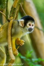 saimiri / squirrel monkey