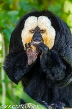 saki à face blanche / white-faced saki