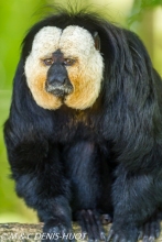 saki à face blanche / white-faced saki