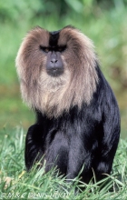 macaque ouanderou / lion-tailed macaque