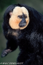 saki à face blanche / white-faced saki