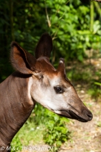 okapi