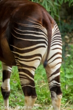 okapi