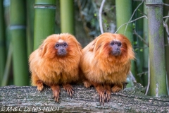 tamarin lion / golden lion tamarin