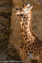 girafe / giraffa