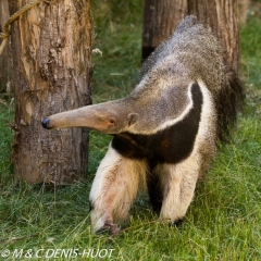 fourmilier géant / giant anteater fourmilier géant / giant anteater