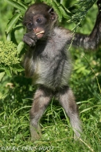 atèle à ventre blanc / brown spider monkey