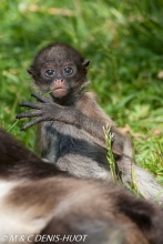 brown spider monkey