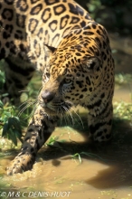 jaguar