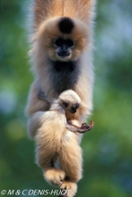 gibbon