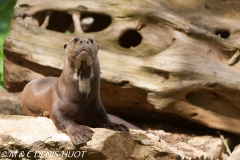 loutre géante / giant otter