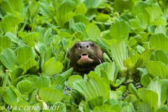 loutre géante / giant otter