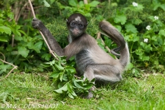 atèle à ventre blanc / brown spider monkey