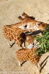 girafe / giraffa