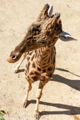 girafe / giraffa