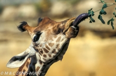 girafe / giraffa