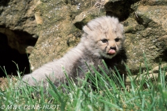 guépard / cheetah