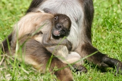 atèle à ventre blanc / brown spider monkey