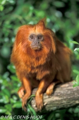 tamarin lion / golden lion tamarin