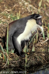 cercopithèque diane / Diana monkey