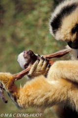 gibbon