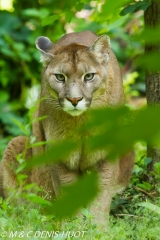 puma / cougar