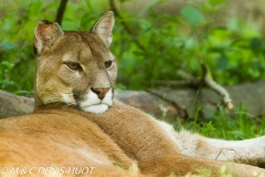 puma / cougar