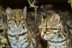 margay