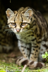 margay