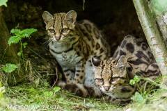 margay