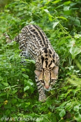 ocelot