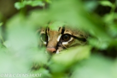 ocelot