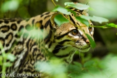 ocelot