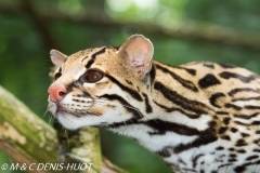 ocelot