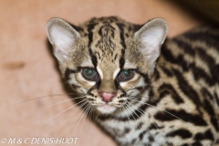 margay