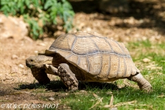 tortue / tortoise