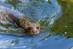 loutre géante / giant otter