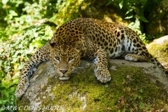 panthère du Shri Lanka / Sri Lanka leopard