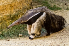 fourmilier géant / giant anteater