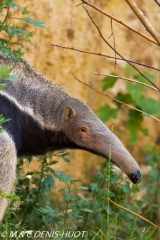 fourmilier géant / giant anteater