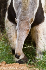 fourmilier géant / giant anteater