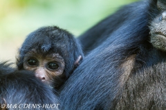 atèle noir / spyder monkey