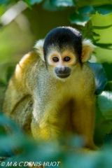 saimiri / squirrel monkey