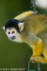 saimiri / squirrel monkey