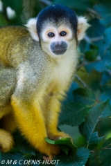 saimiri / squirrel monkey