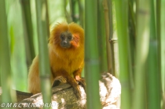 tamarin lion / golden lion tamarin